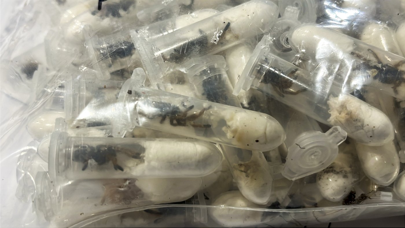 German customs officials show images of tarantulas hidden in spongecake boxes after smuggling bust | iNFOnews.ca German customs officials show images of tarantulas hidden in spongecake boxes after smuggling bust | iNFOnews.ca