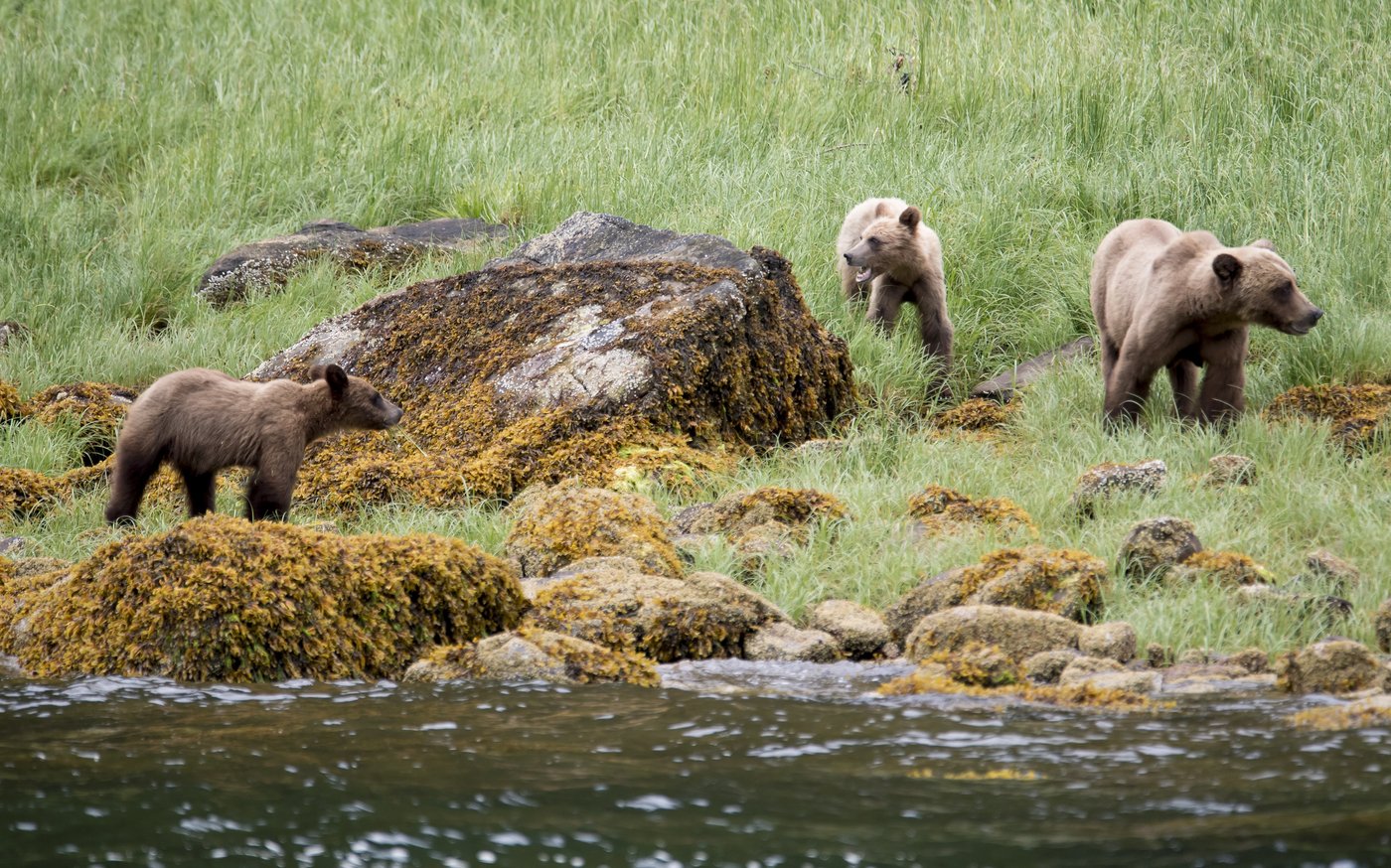 Ecotour grizzlies less likely to encounter conflict with humans, B.C. study suggests | iNFOnews.ca Ecotour grizzlies less likely to encounter conflict with humans, B.C. study suggests | iNFOnews.ca