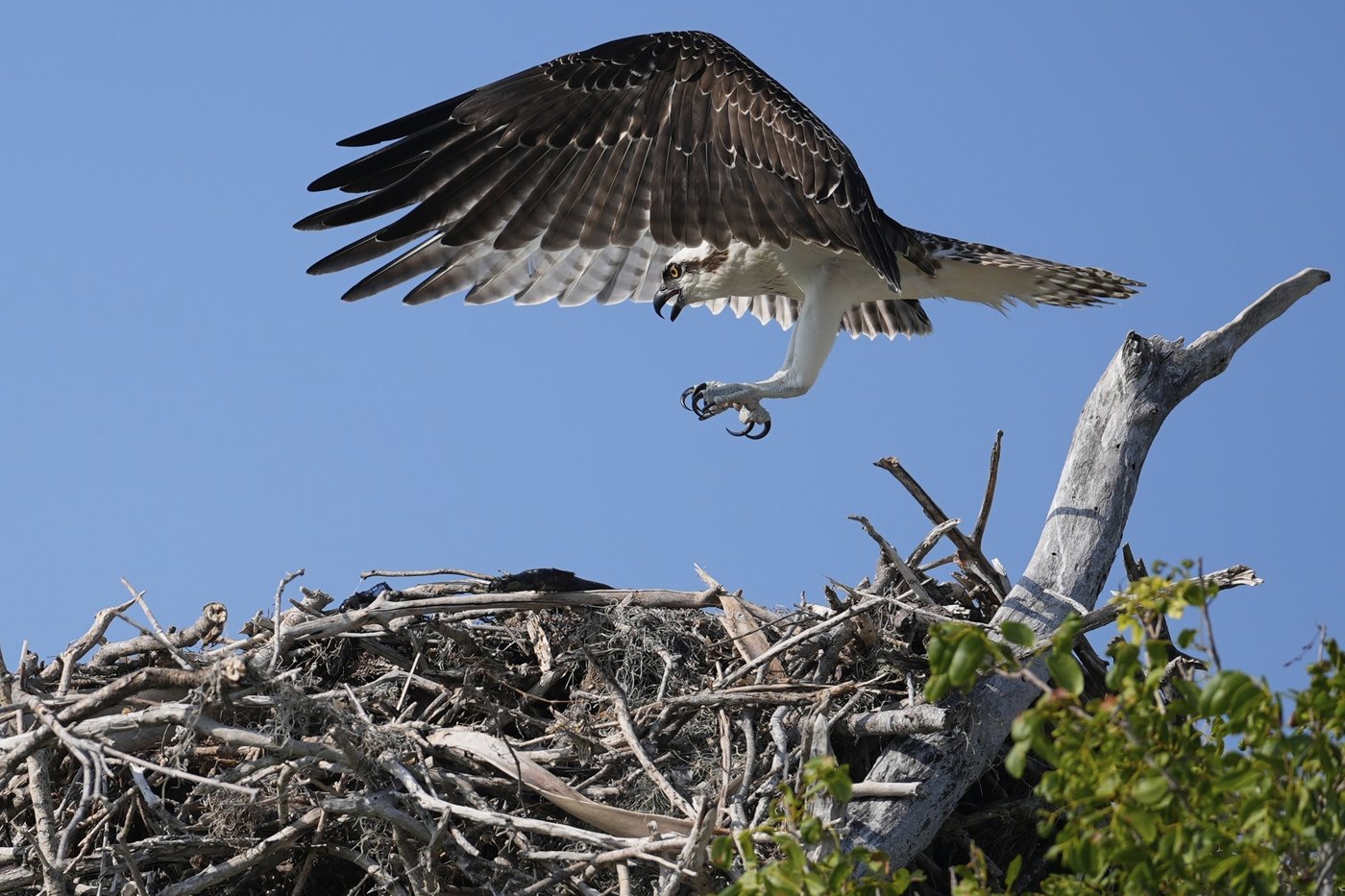 Takeaways from AP's story on the Miccosukee's fight to protect the Everglades | iNFOnews.ca Takeaways from AP's story on the Miccosukee's fight to protect the Everglades | iNFOnews.ca