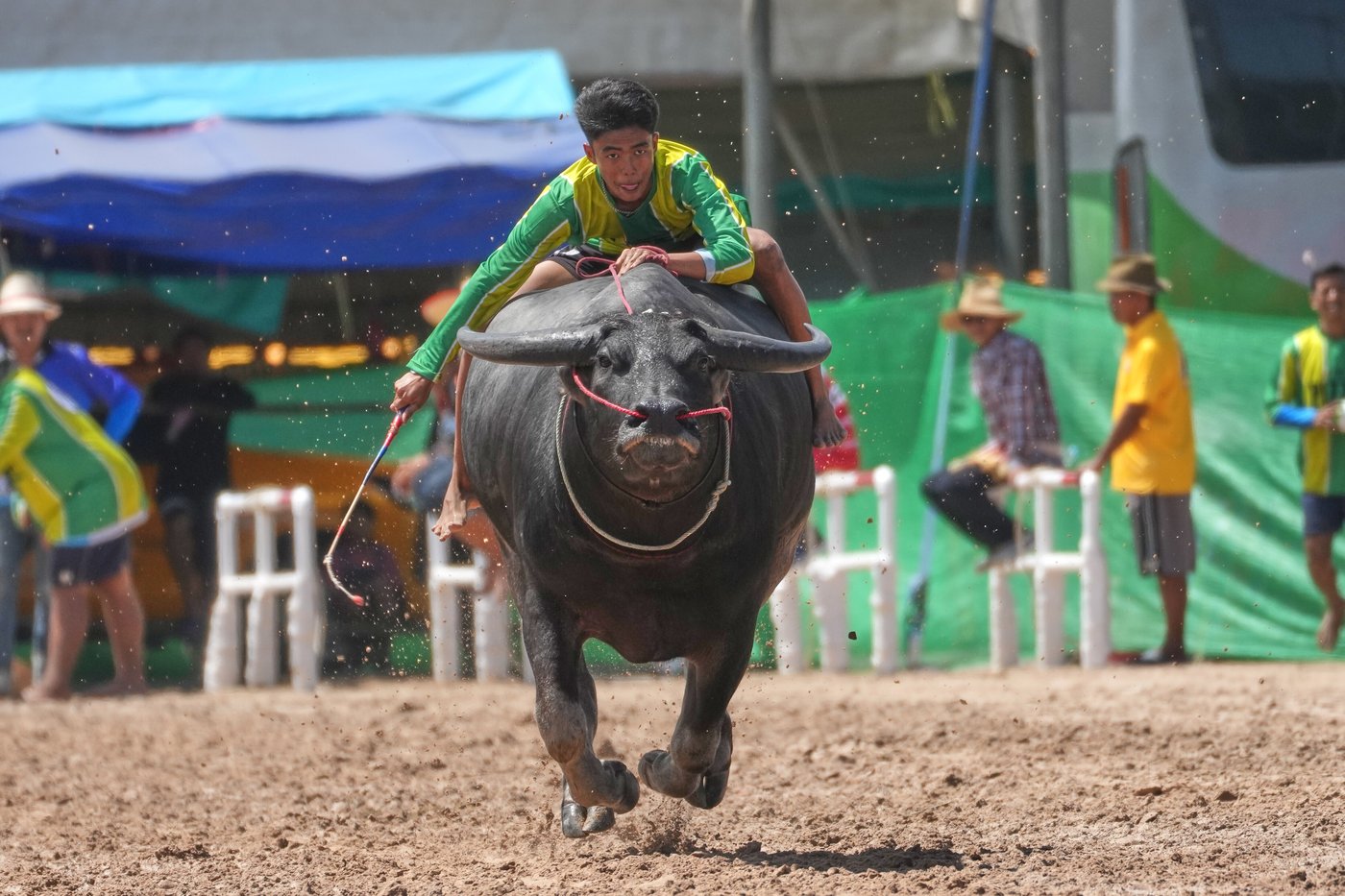 Photos show a water buffalo festival in Thailand at the start of harvest season | iNFOnews.ca