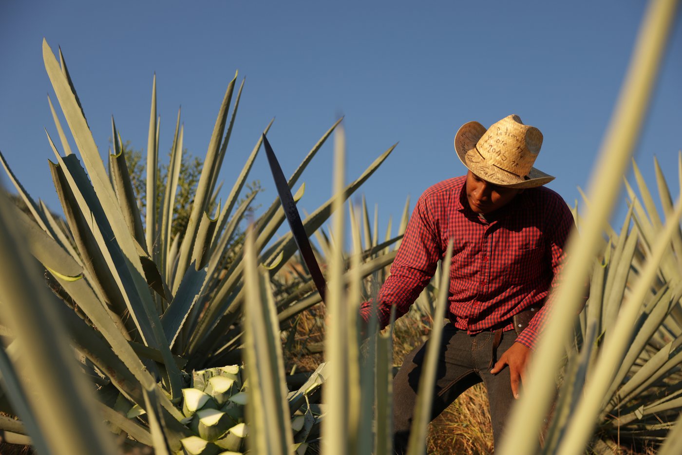 See how mezcal is made in Mexico | iNwine See how mezcal is made in Mexico | iNwine
