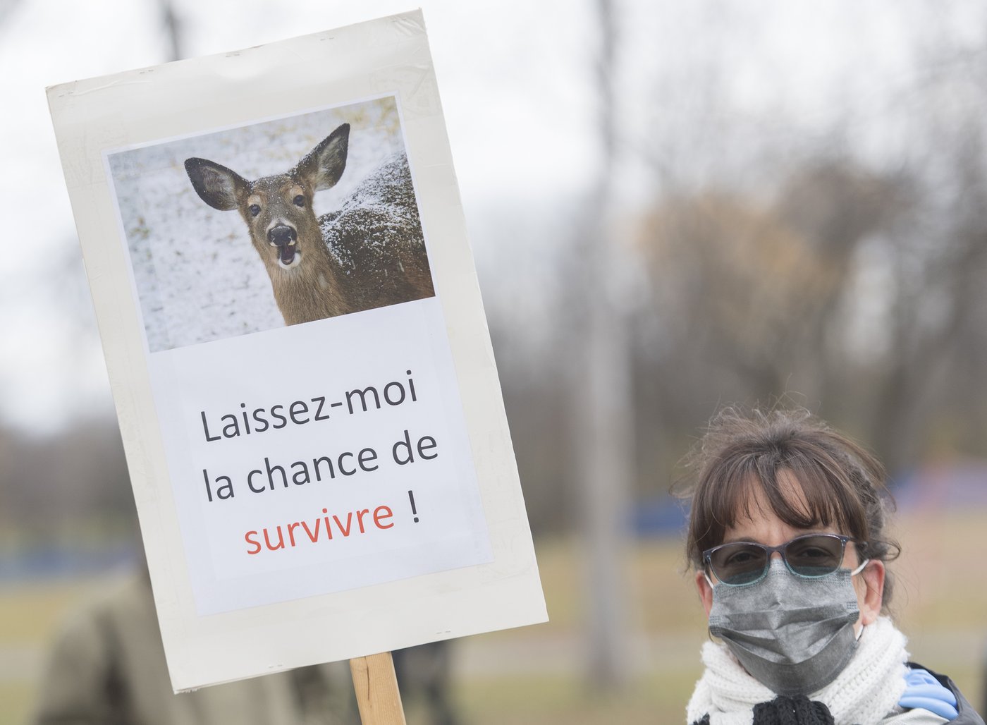 Montreal suburb declares 'end of deer saga' after killing 105 animals in urban park | iNFOnews.ca Montreal suburb declares 'end of deer saga' after killing 105 animals in urban park | iNFOnews.ca