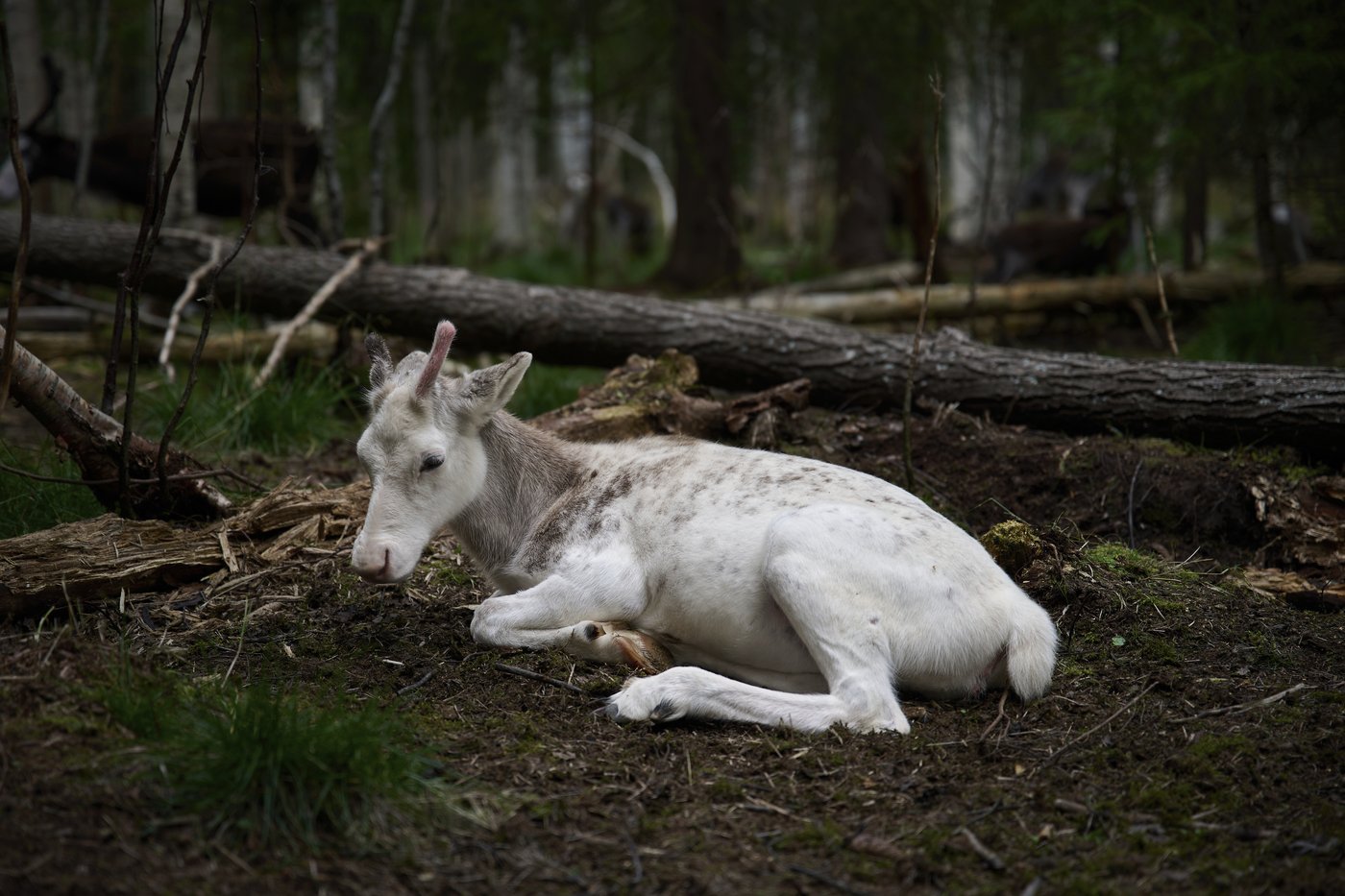 Sweden's plans to mine rare-earth minerals could ruin the lives of Indigenous Sami reindeer herders | iNFOnews.ca Sweden's plans to mine rare-earth minerals could ruin the lives of Indigenous Sami reindeer herders | iNFOnews.ca
