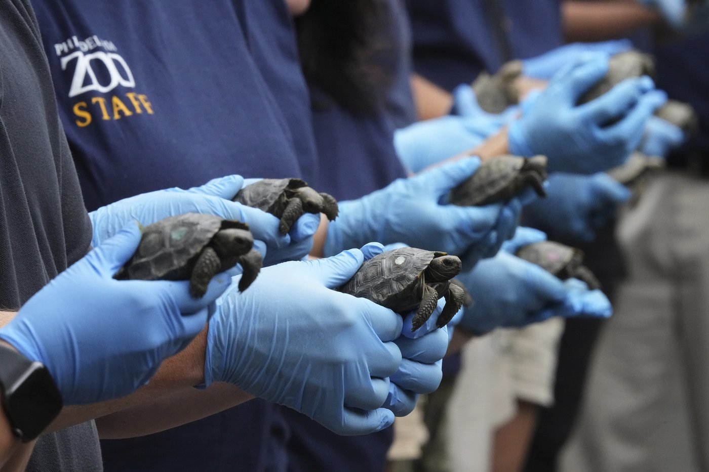 Tortoise hatchlings born of century-old parents come out of their shells at Philadelphia Zoo | iNFOnews.ca Tortoise hatchlings born of century-old parents come out of their shells at Philadelphia Zoo | iNFOnews.ca