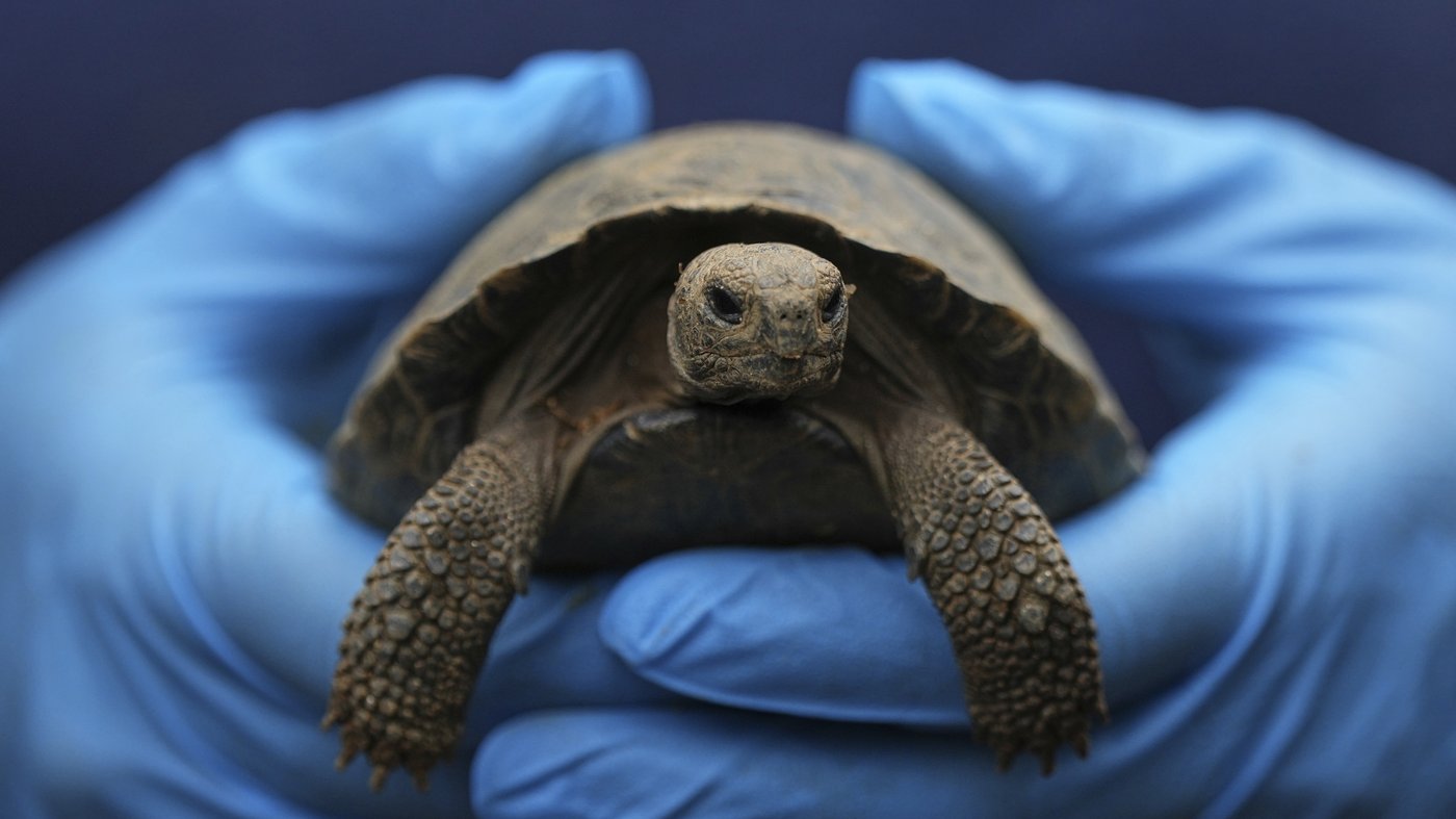 Tortoise hatchlings born of century-old parents come out of their shells at Philadelphia Zoo | iNFOnews.ca Tortoise hatchlings born of century-old parents come out of their shells at Philadelphia Zoo | iNFOnews.ca