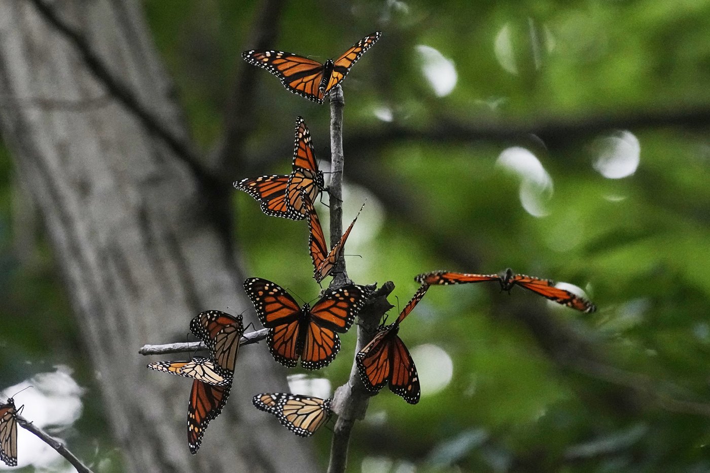 Monarch butterflies to be listed as a threatened species in US | iNFOnews.ca Monarch butterflies to be listed as a threatened species in US | iNFOnews.ca