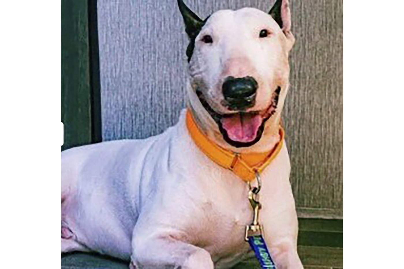 Man charged with abandoning dog in floodwaters as Florida residents evacuated ahead of hurricane | iNFOnews.ca