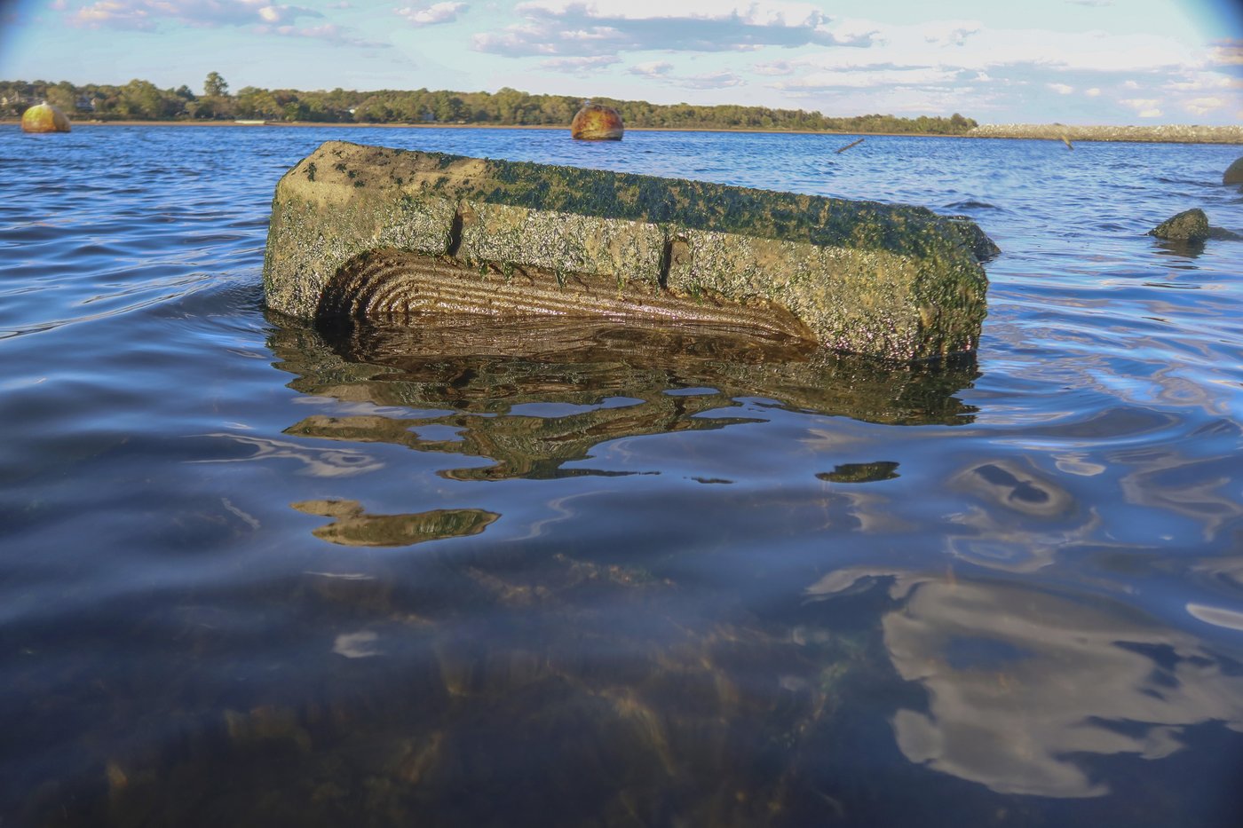 These artificial reefs off a New York City beach help sea creatures. They might also save lives | iNFOnews.ca