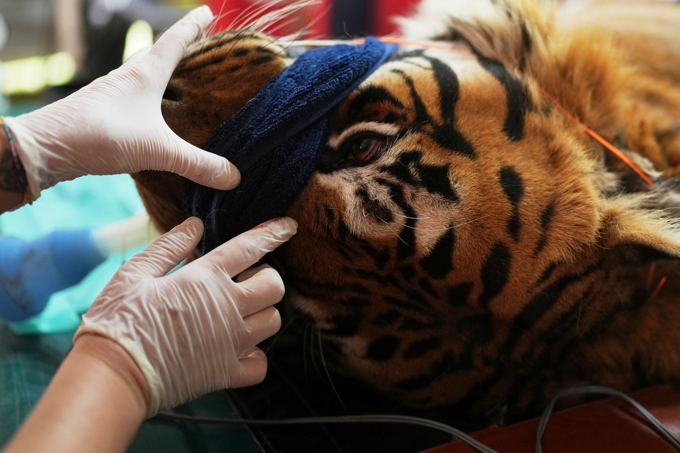 Years after Argentina shut a notorious zoo, the stranded animals are finally being rescued | iNFOnews.ca