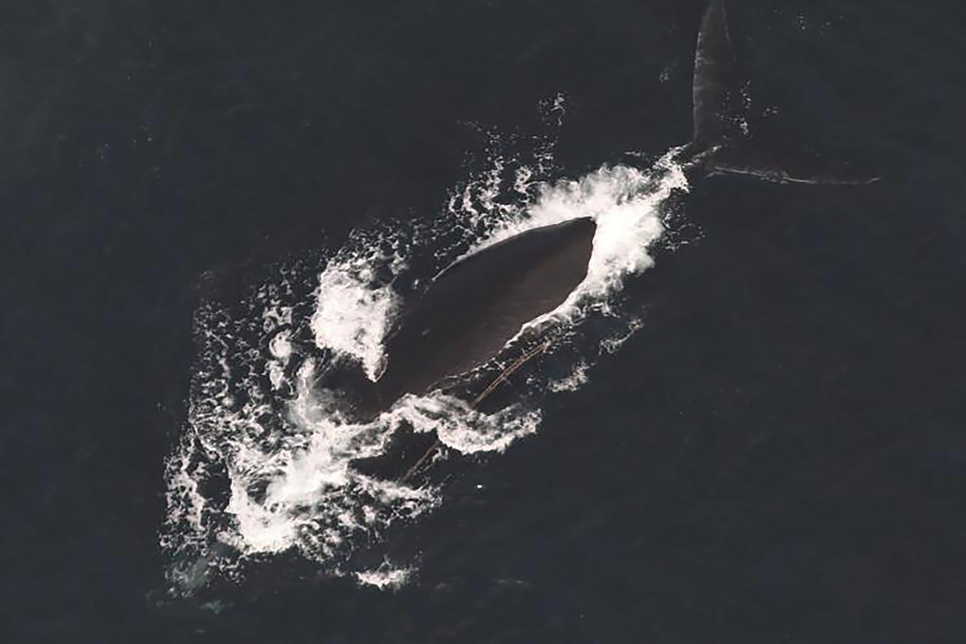 Endangered whales found entangled in rope off Massachusetts, and 1 is likely to die | iNFOnews.ca