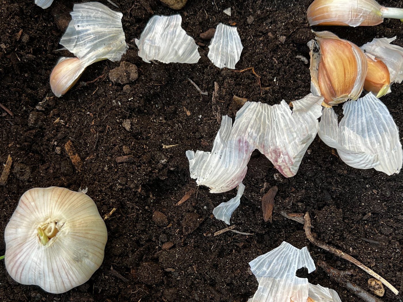 Doing these fall garden chores will make your spring easier | iNFOnews.ca Doing these fall garden chores will make your spring easier | iNFOnews.ca