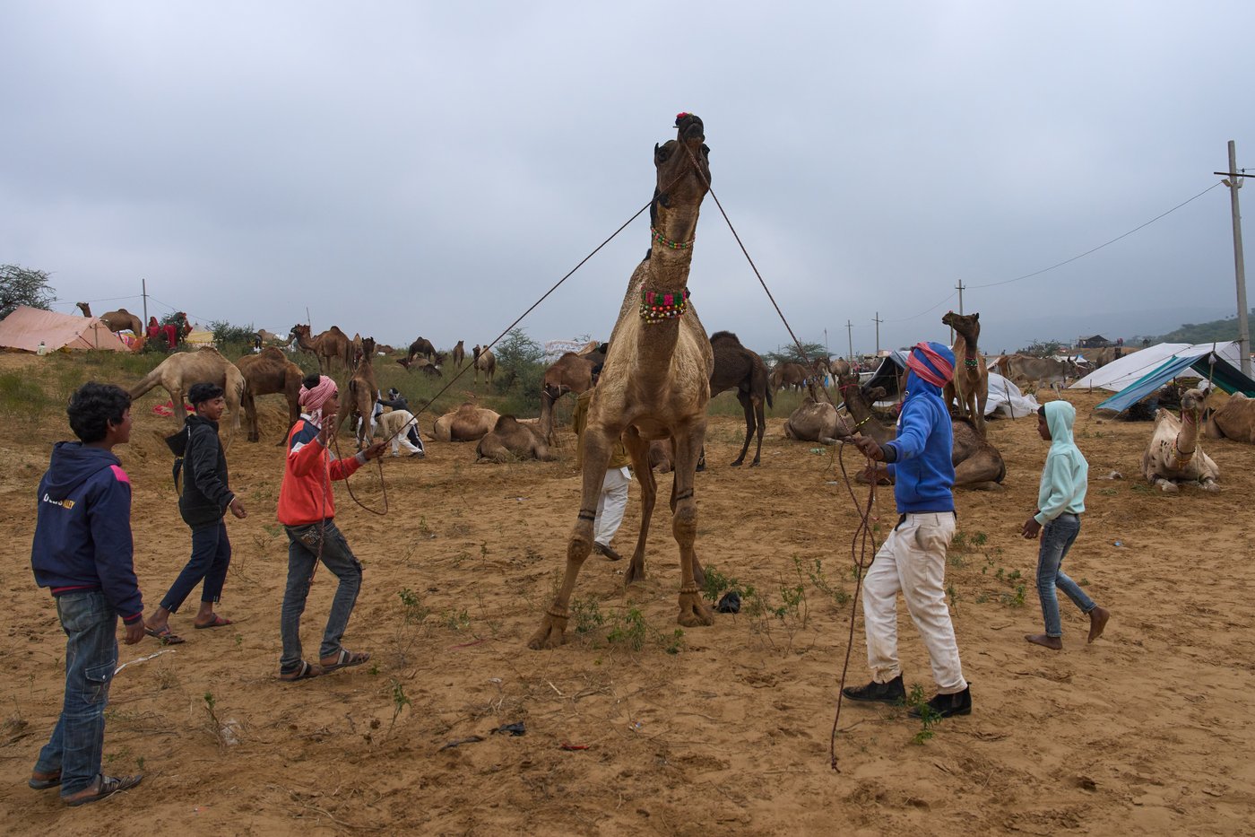 A camel fair in India's desert town of Pushkar draws traders and tourists, in photos | iNFOnews.ca