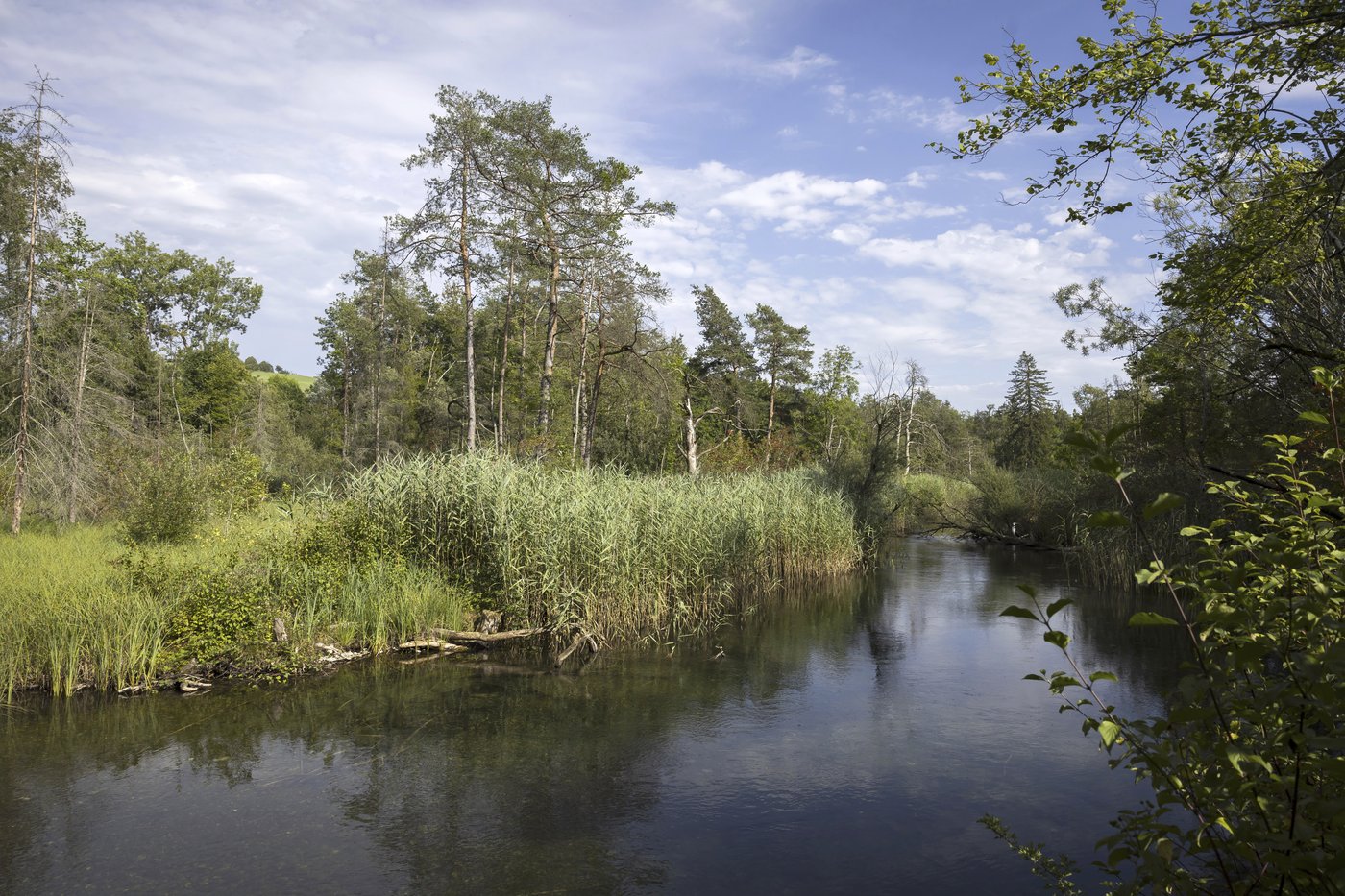 Birds, bees and ballots: Swiss voters to decide on plan to bolster country's fragile biodiversity | iNFOnews.ca