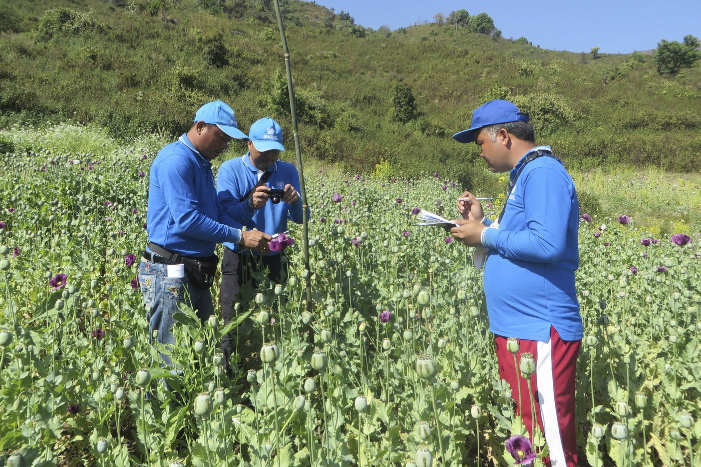 UN drug experts say opium production has leveled off in Myanmar, but instability may trigger a rise | iNFOnews.ca UN drug experts say opium production has leveled off in Myanmar, but instability may trigger a rise | iNFOnews.ca