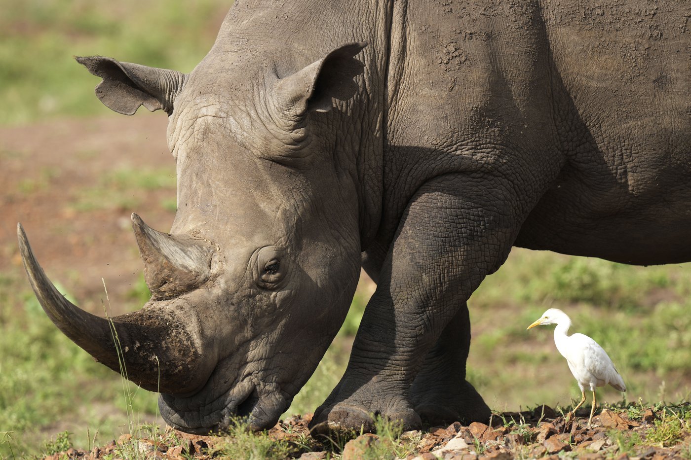 The number of rhinos is slightly up but poaching has increased too | iNFOnews.ca The number of rhinos is slightly up but poaching has increased too | iNFOnews.ca