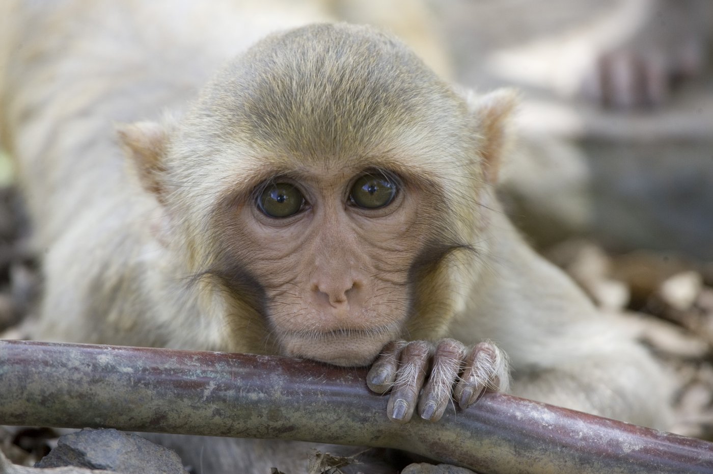 Monkeys that escaped a lab are a species used for human research since the 1800s | iNFOnews.ca
