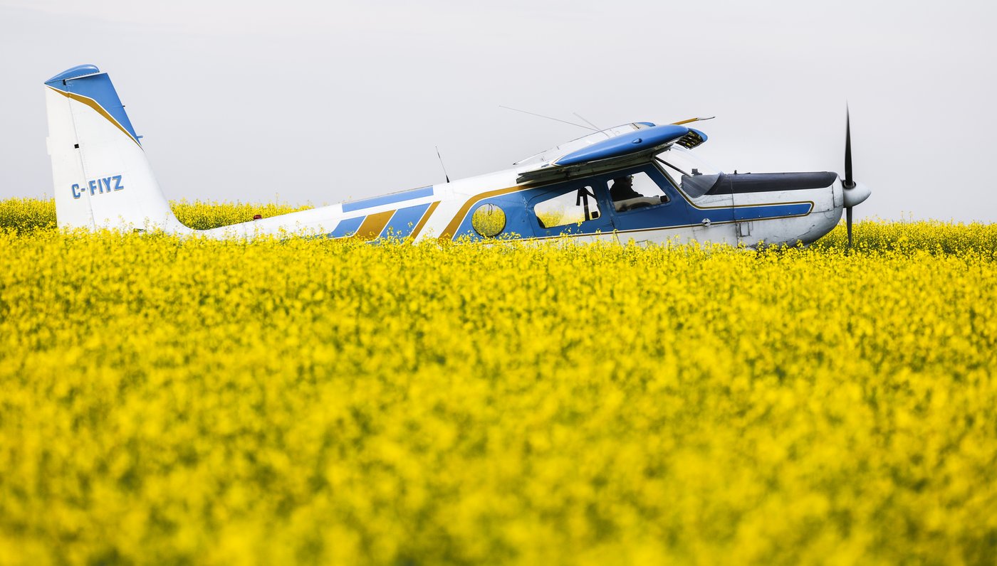 Carney pledges $370M in incentives for canola sector | iNFOnews.ca Carney pledges $370M in incentives for canola sector | iNFOnews.ca