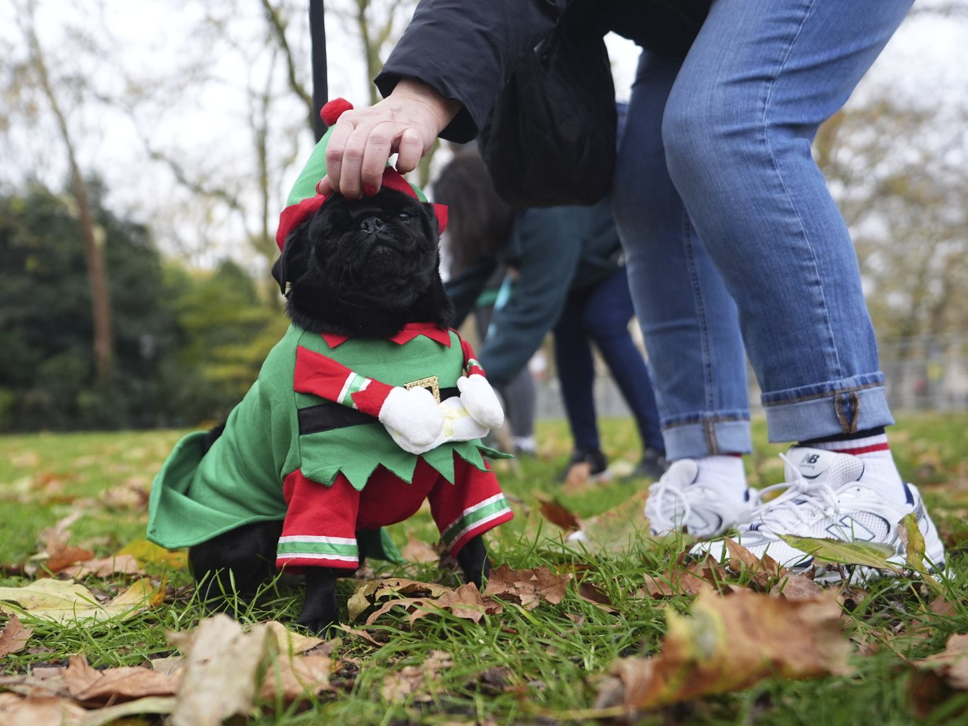 Pooches in pullovers strut their stuff at London's canine Christmas sweater parade | iNFOnews.ca Pooches in pullovers strut their stuff at London's canine Christmas sweater parade | iNFOnews.ca