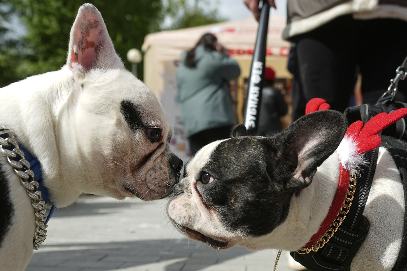 PHOTO COLLECTION: Russia French Bulldogs Parade | iNFOnews.ca