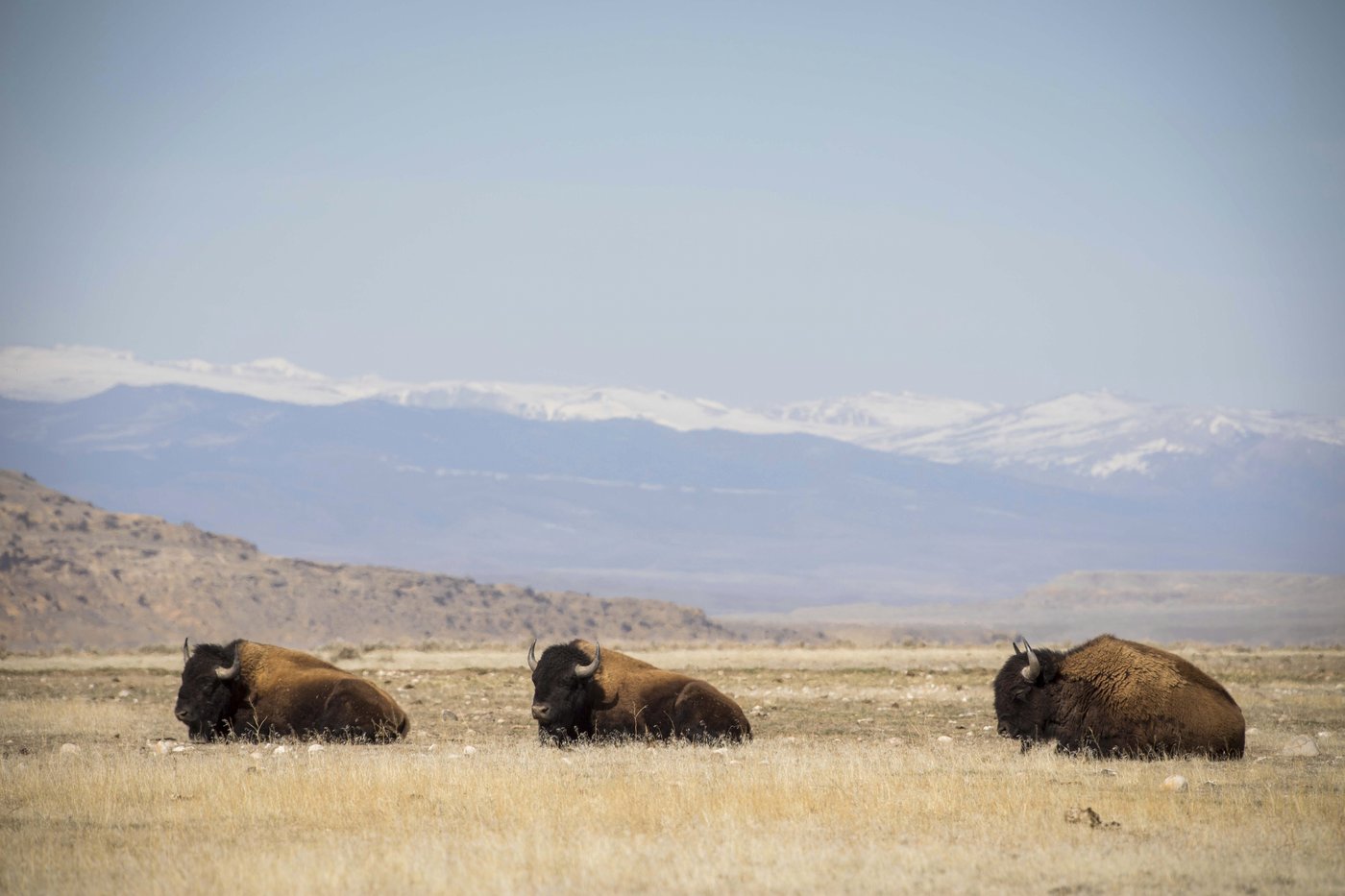 In Wyoming, the Eastern Shoshone tribe decided to classify buffalo as wildlife. Here is why | iNFOnews.ca In Wyoming, the Eastern Shoshone tribe decided to classify buffalo as wildlife. Here is why | iNFOnews.ca