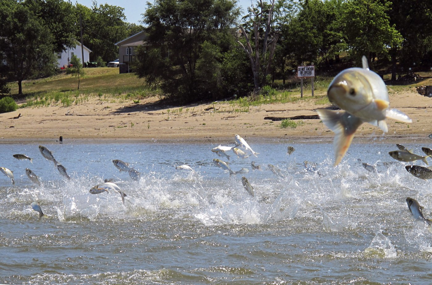 Pritzker delays $1.2B invasive carp project over concerns Trump won't cover federal share | iNFOnews.ca