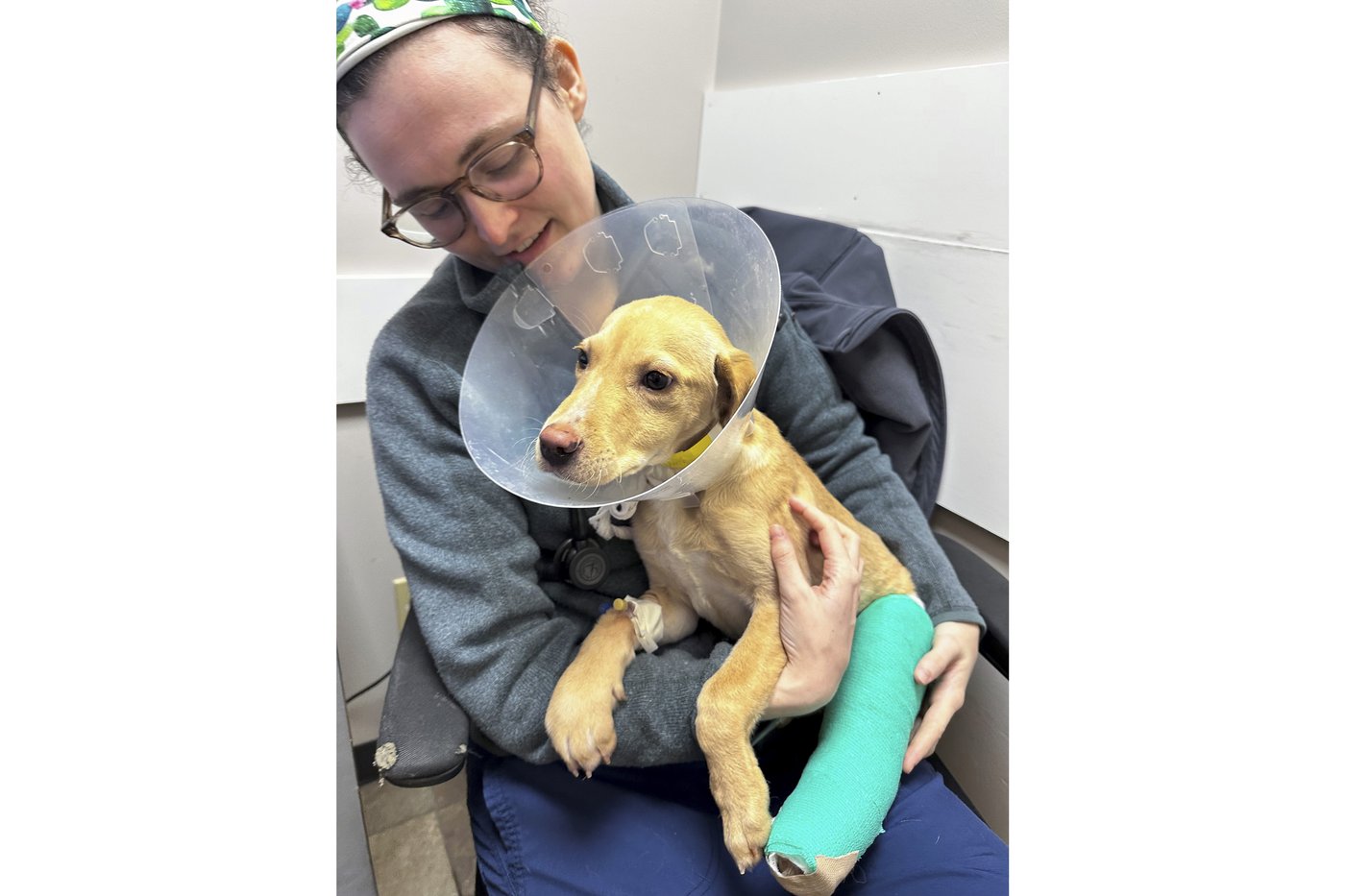 An animal-rescue pilot died in a crash. 2 dogs aboard are recovering | iNFOnews.ca