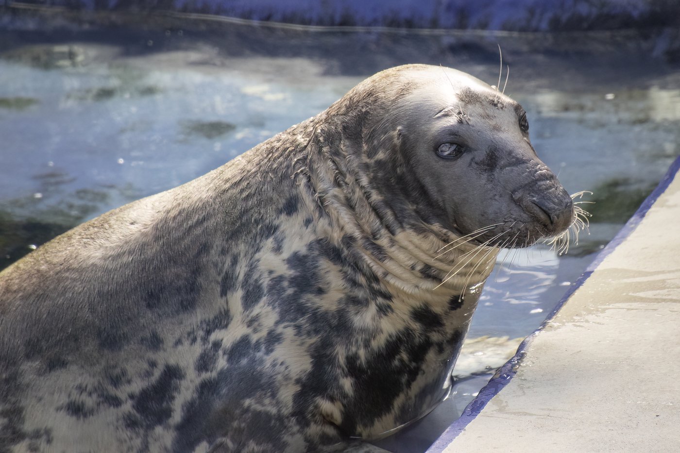 Seal pup once rescued on a British beach hits the big 5-0. Sheba may be the oldest seal in captivity | iNFOnews.ca Seal pup once rescued on a British beach hits the big 5-0. Sheba may be the oldest seal in captivity | iNFOnews.ca