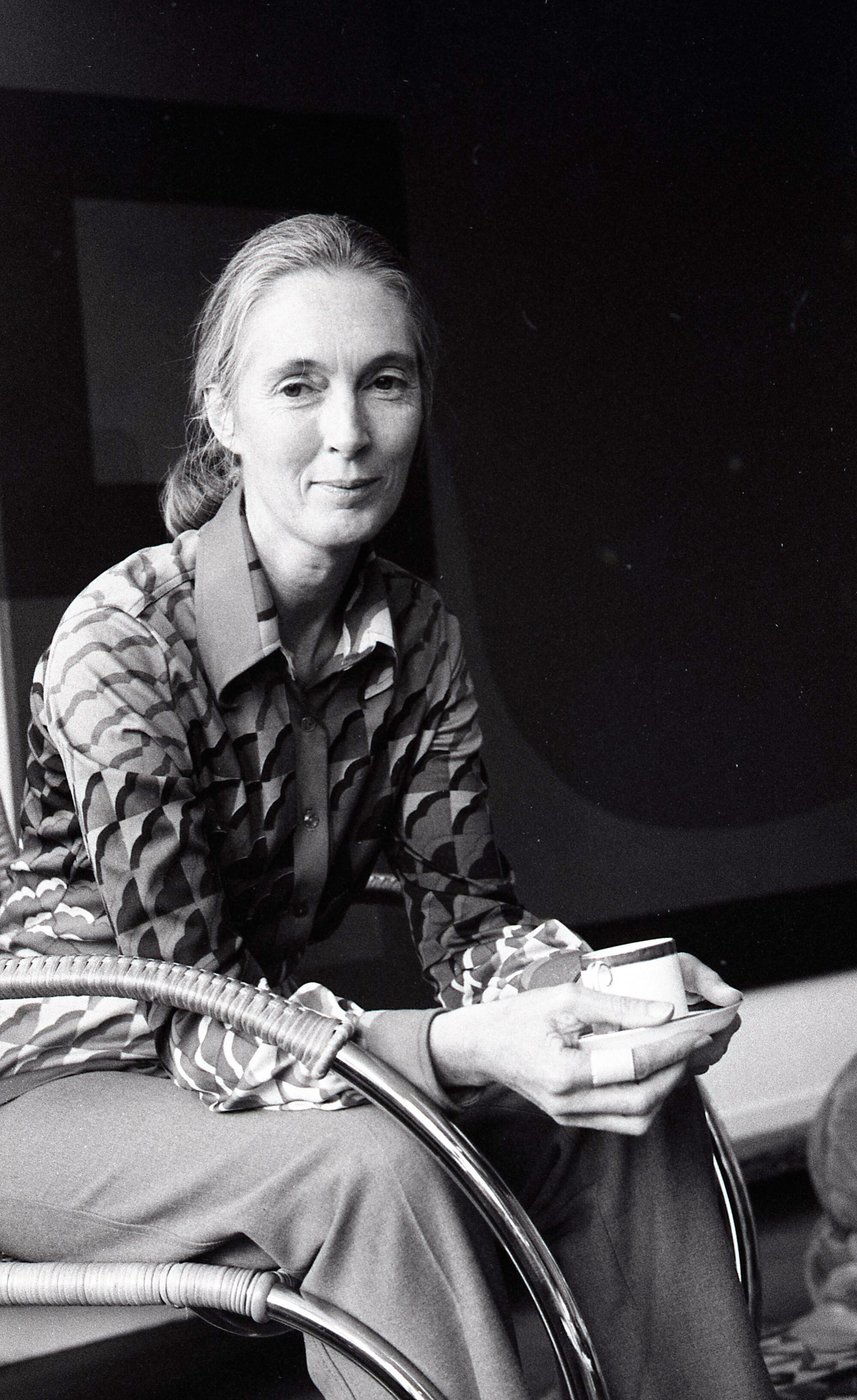 What to know about the life and legacy of chimpanzee researcher and wildlife advocate Jane Goodall | iNFOnews.ca