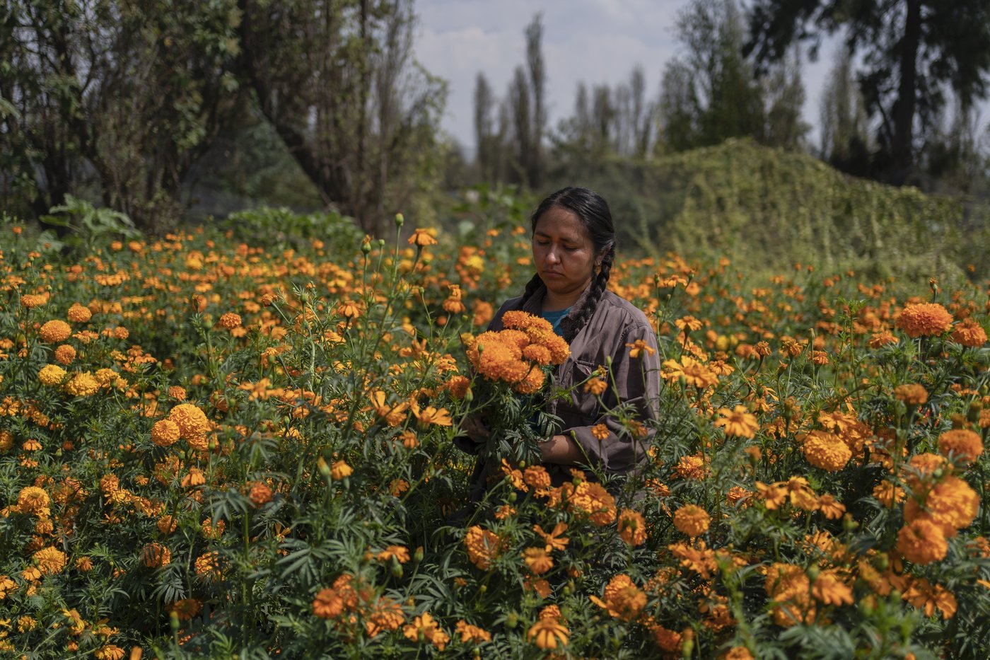Mexico City’s floating gardens have fed people for hundreds of years. Now they’re threatened | iNFOnews.ca Mexico City’s floating gardens have fed people for hundreds of years. Now they’re threatened | iNFOnews.ca