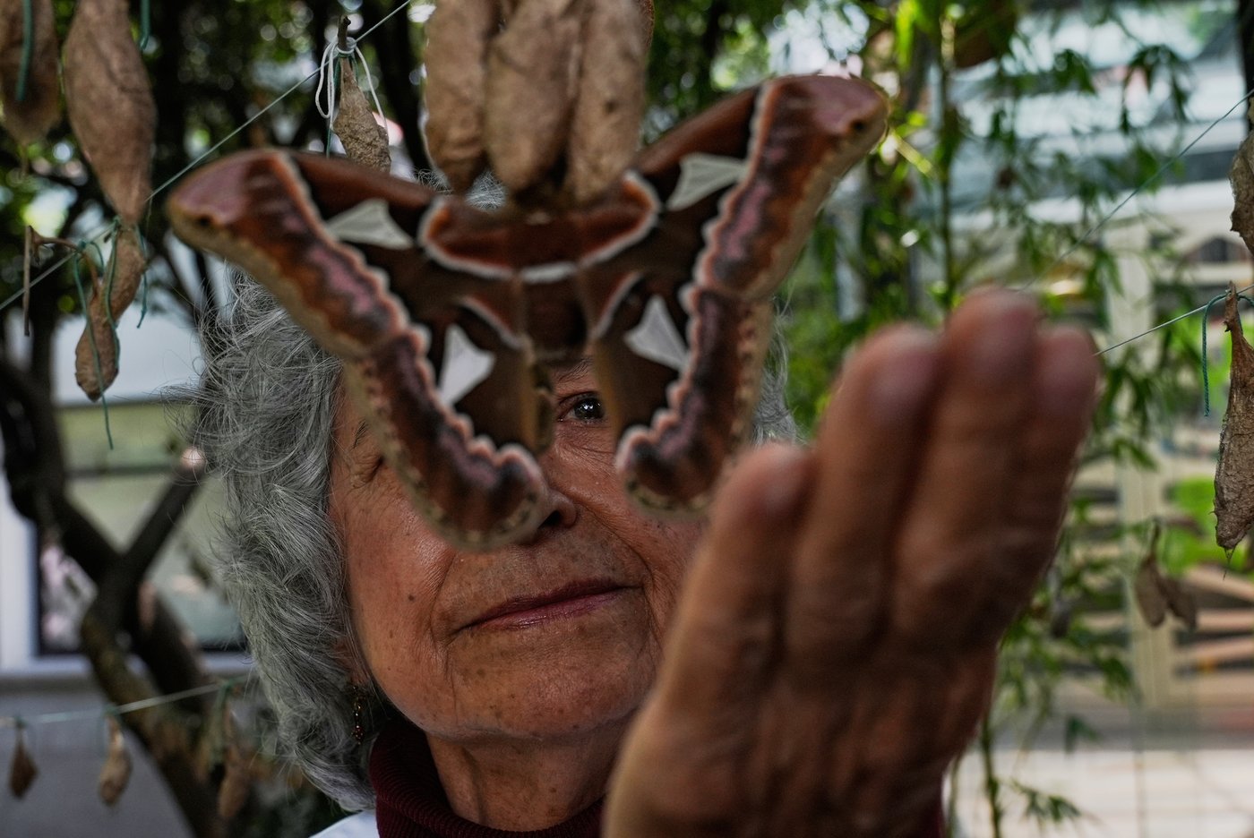 Rescued giant moths emerge from cocoons in Mexico's sprawling capital | iNFOnews.ca Rescued giant moths emerge from cocoons in Mexico's sprawling capital | iNFOnews.ca