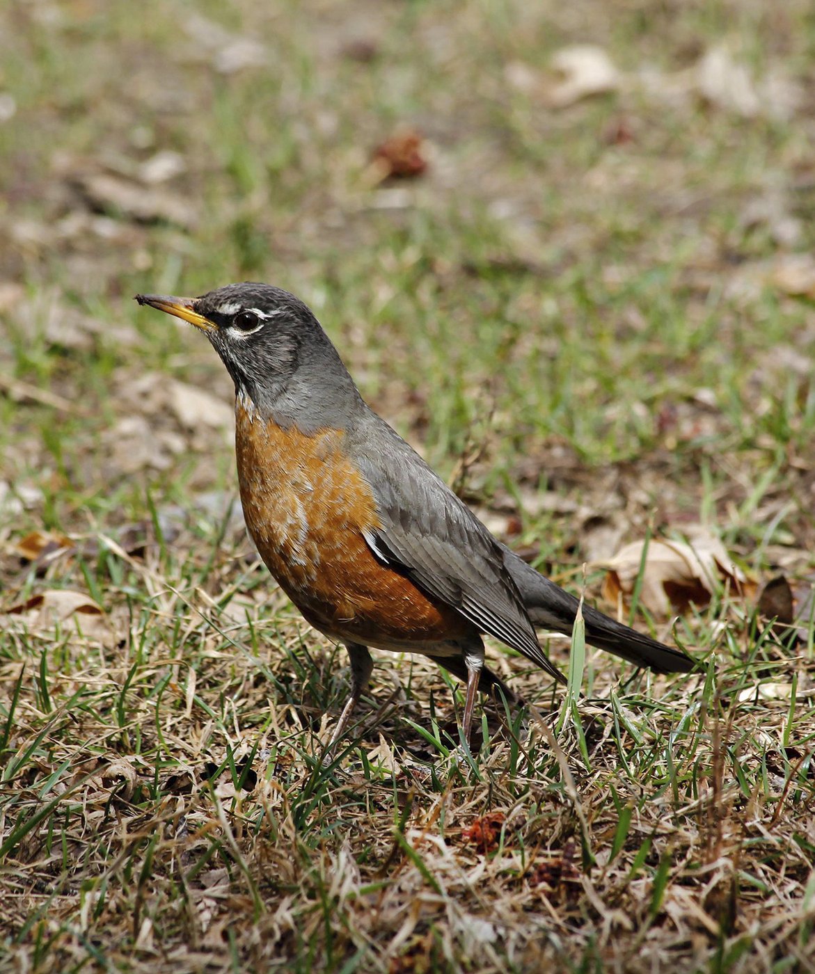 How to turn down the volume and protect wildlife in your yard and garden | iNFOnews.ca How to turn down the volume and protect wildlife in your yard and garden | iNFOnews.ca