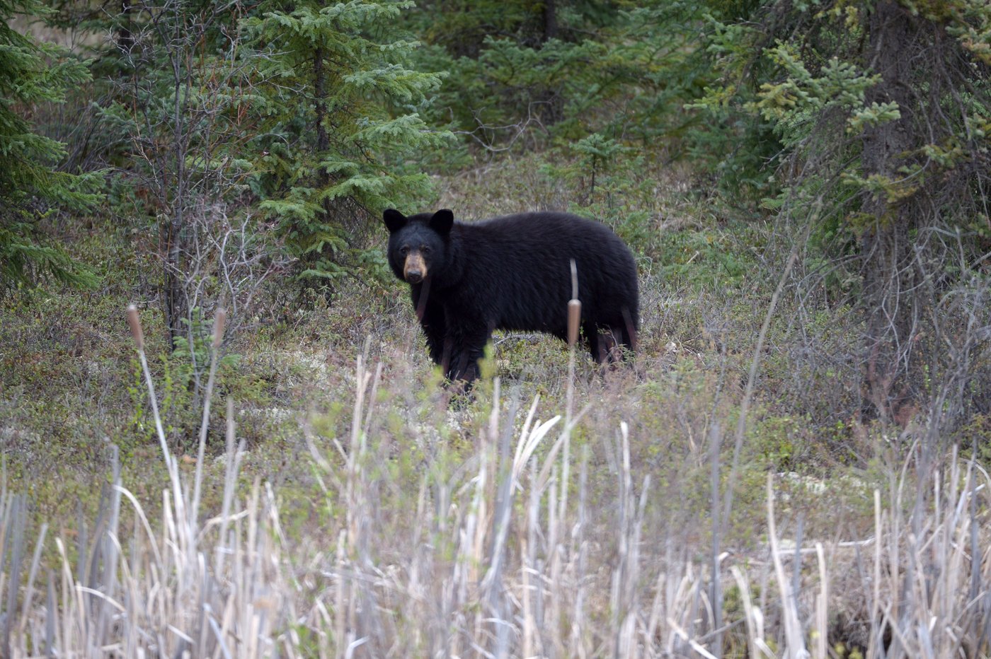 Abbotsford, B.C., man pleads guilty to trafficking in black bear paws | iNFOnews.ca