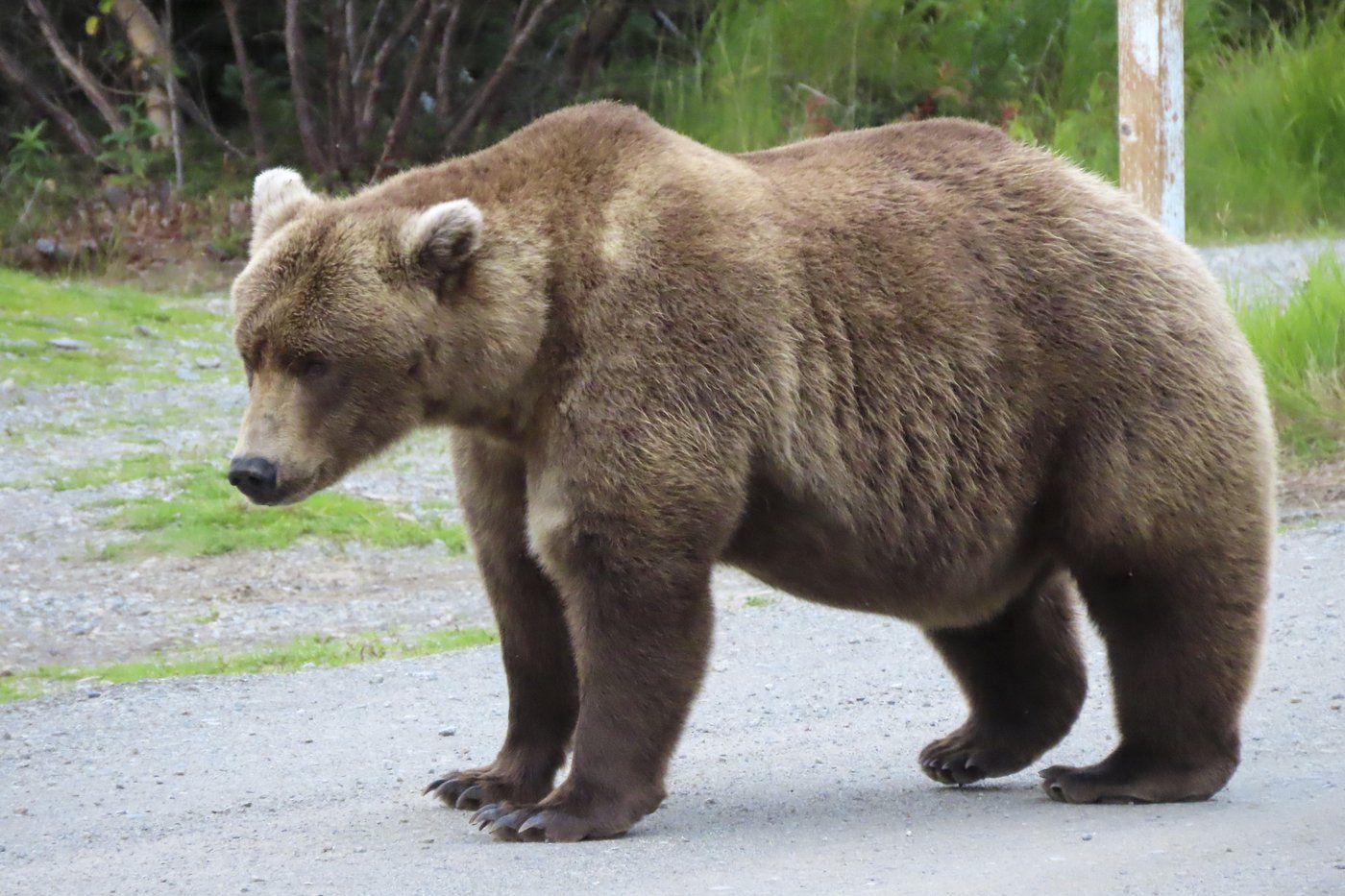 Online voting in Alaska's Fat Bear Week contest starts after an attack killed 1 contestant | iNFOnews.ca Online voting in Alaska's Fat Bear Week contest starts after an attack killed 1 contestant | iNFOnews.ca