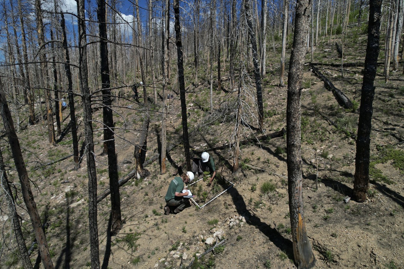 Takeaways on AP's story about challenges to forest recovery and replanting after wildfires | iNFOnews.ca Takeaways on AP's story about challenges to forest recovery and replanting after wildfires | iNFOnews.ca