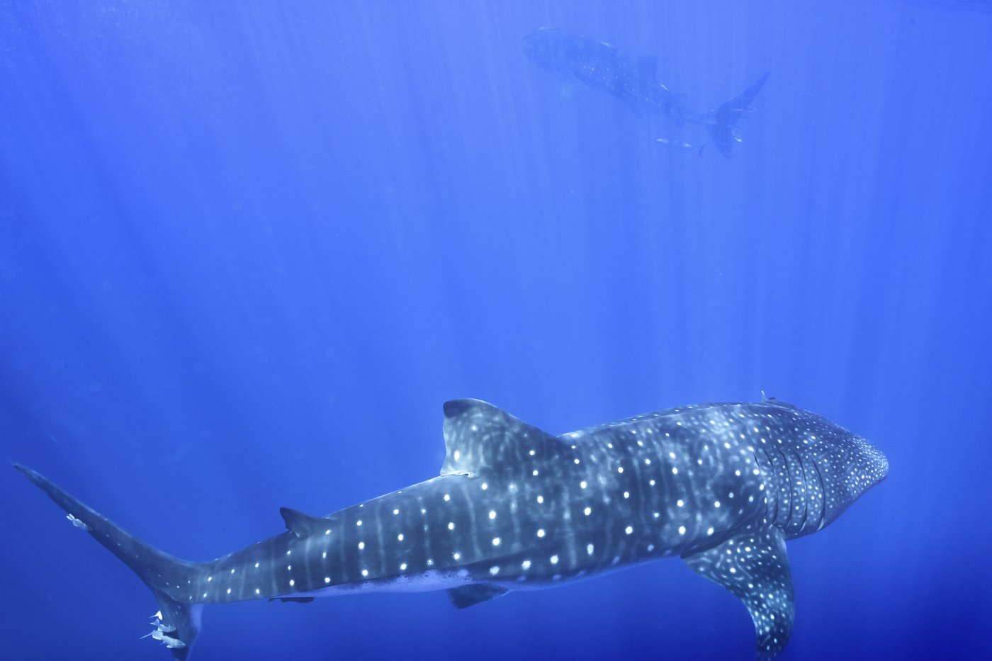 Where do whale sharks mate? The search to learn where the magic happens for the world's biggest fish | iNFOnews.ca