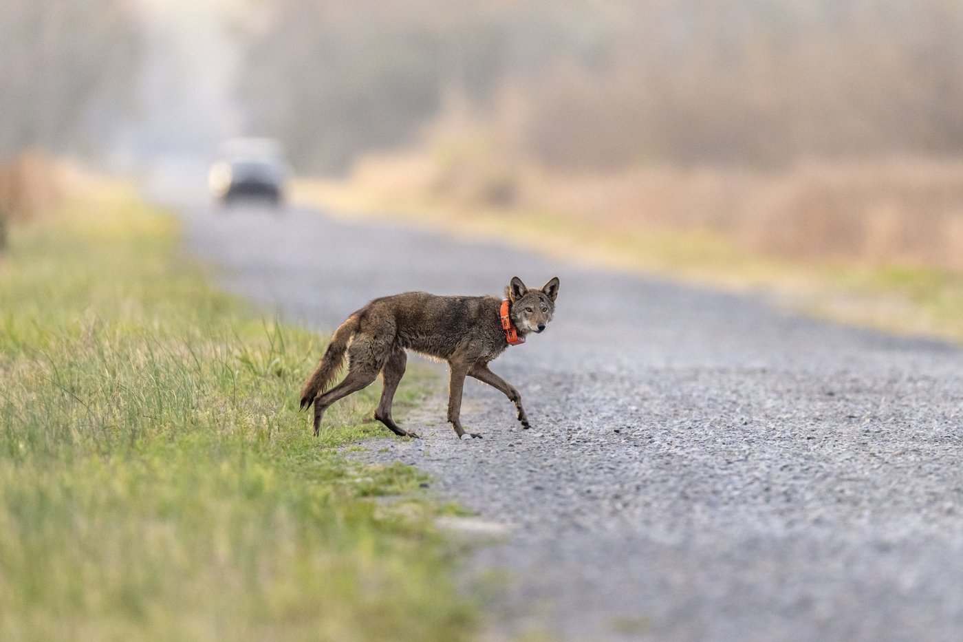 A North Carolina wildlife crossing will save people. Can it save the last wild red wolves too? | iNFOnews.ca A North Carolina wildlife crossing will save people. Can it save the last wild red wolves too? | iNFOnews.ca