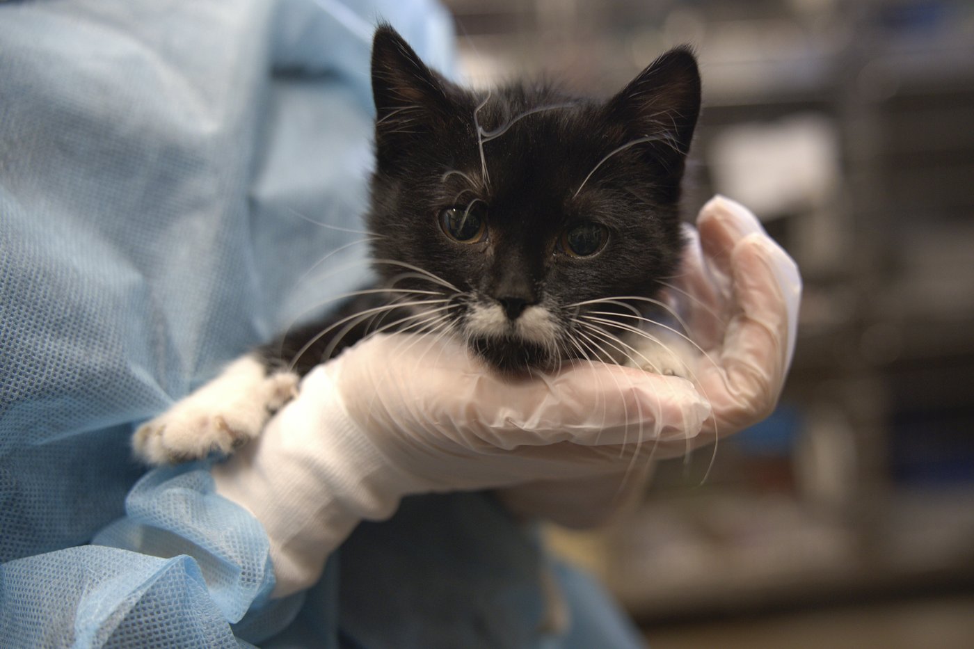 Minnesota deputies saw 250 animals suffering at purported rescue. Weeks later, only 70 were left | iNFOnews.ca Minnesota deputies saw 250 animals suffering at purported rescue. Weeks later, only 70 were left | iNFOnews.ca