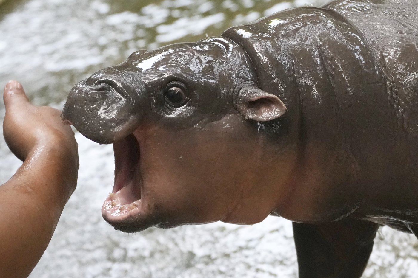 2024 in pop culture: In a bruising year, we sought out fantasy, escapism - and cute little animals | iNFOnews.ca
