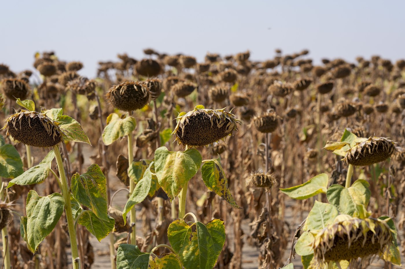 UN talks fail to reach agreement on dealing with rising risk of global drought | iNFOnews.ca
