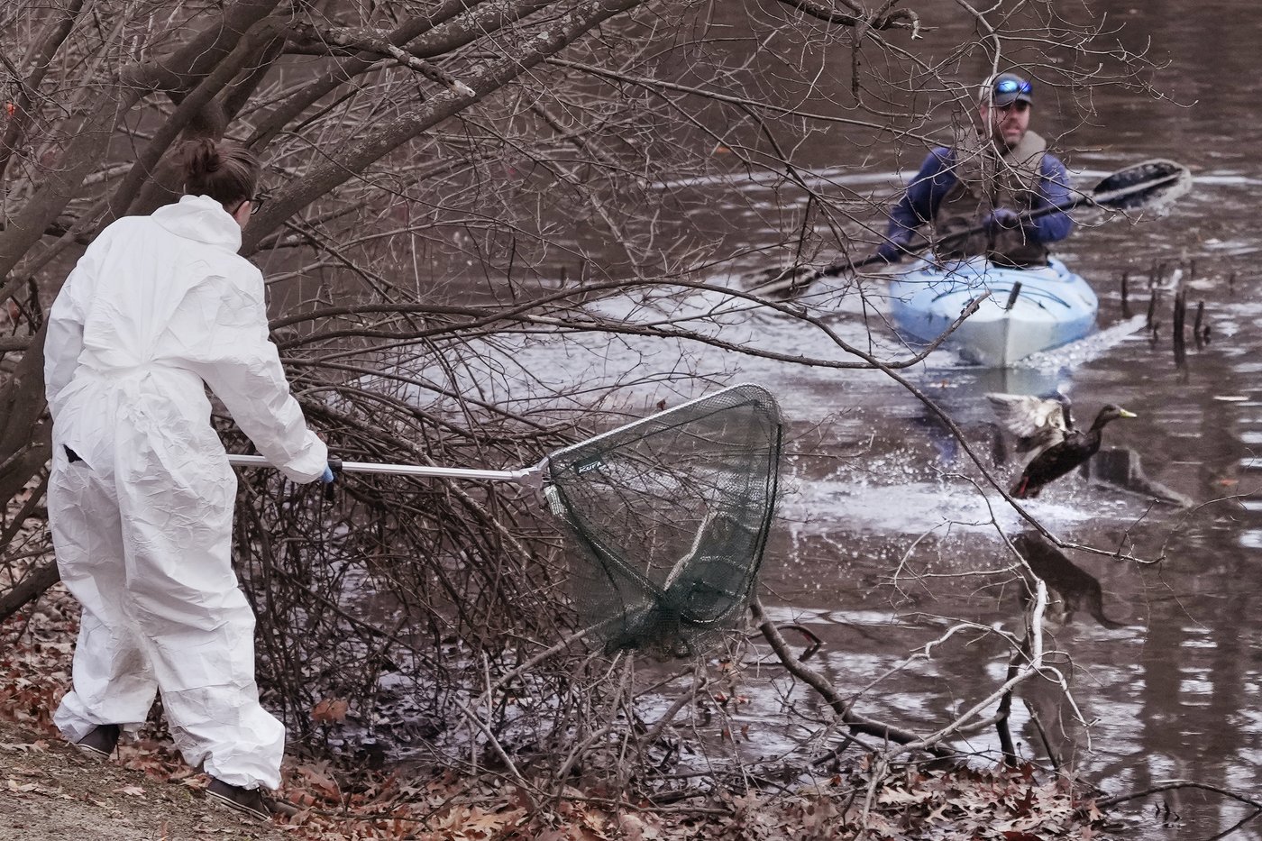 Rescuers rush to save geese and ducks soaked in oil due to spill in Boston river | iNFOnews.ca