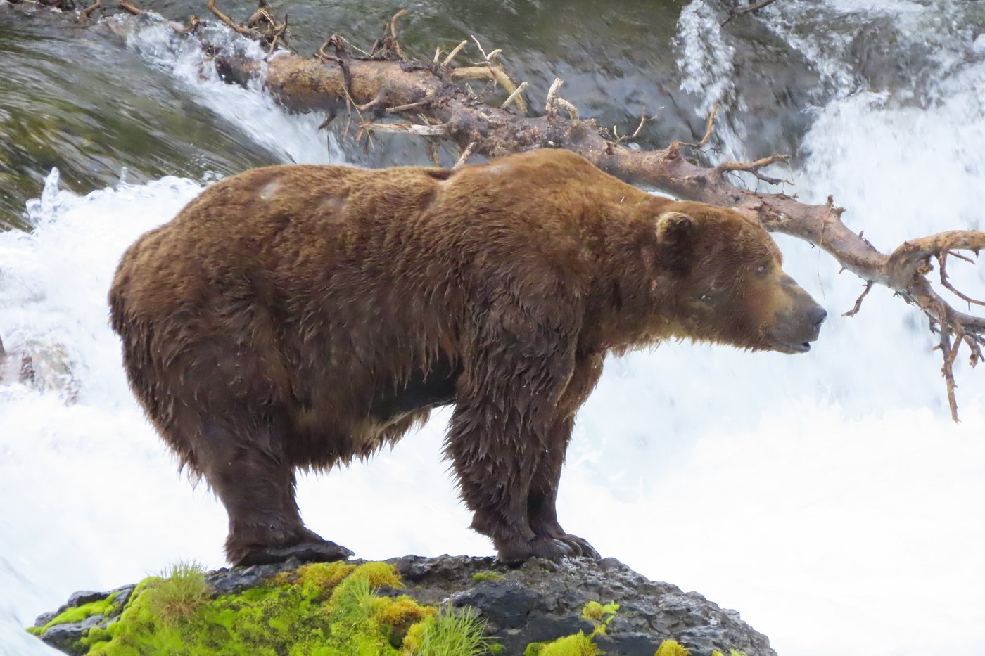 Online voting in Alaska's Fat Bear Week contest starts after an attack killed 1 contestant | iNFOnews.ca Online voting in Alaska's Fat Bear Week contest starts after an attack killed 1 contestant | iNFOnews.ca
