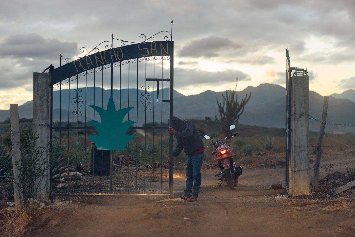 Mezcal's popularity is booming in the US. That comes with a growing environmental cost in Mexico | iNwine Mezcal's popularity is booming in the US. That comes with a growing environmental cost in Mexico | iNwine