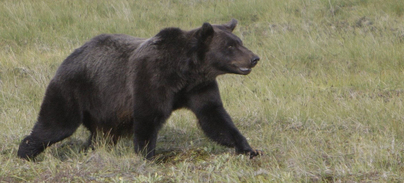 Pupils flee as grizzly attacks elementary class in B.C., injuring 11, some critically | iNFOnews.ca