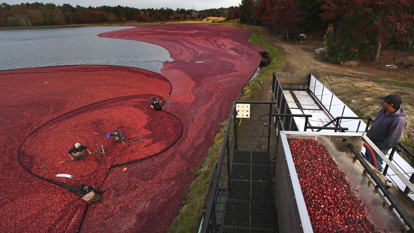 Some of those Ocean Spray cranberries come from a bog in Massachusetts | iNFOnews.ca Some of those Ocean Spray cranberries come from a bog in Massachusetts | iNFOnews.ca