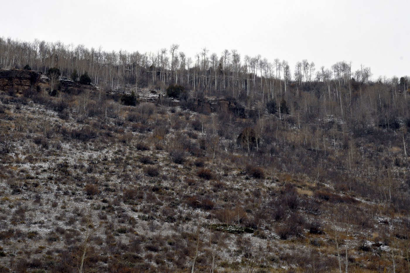 Bighorn sheep habitat to remain untouched as Vail agrees to new spot for workforce housing | iNFOnews.ca Bighorn sheep habitat to remain untouched as Vail agrees to new spot for workforce housing | iNFOnews.ca