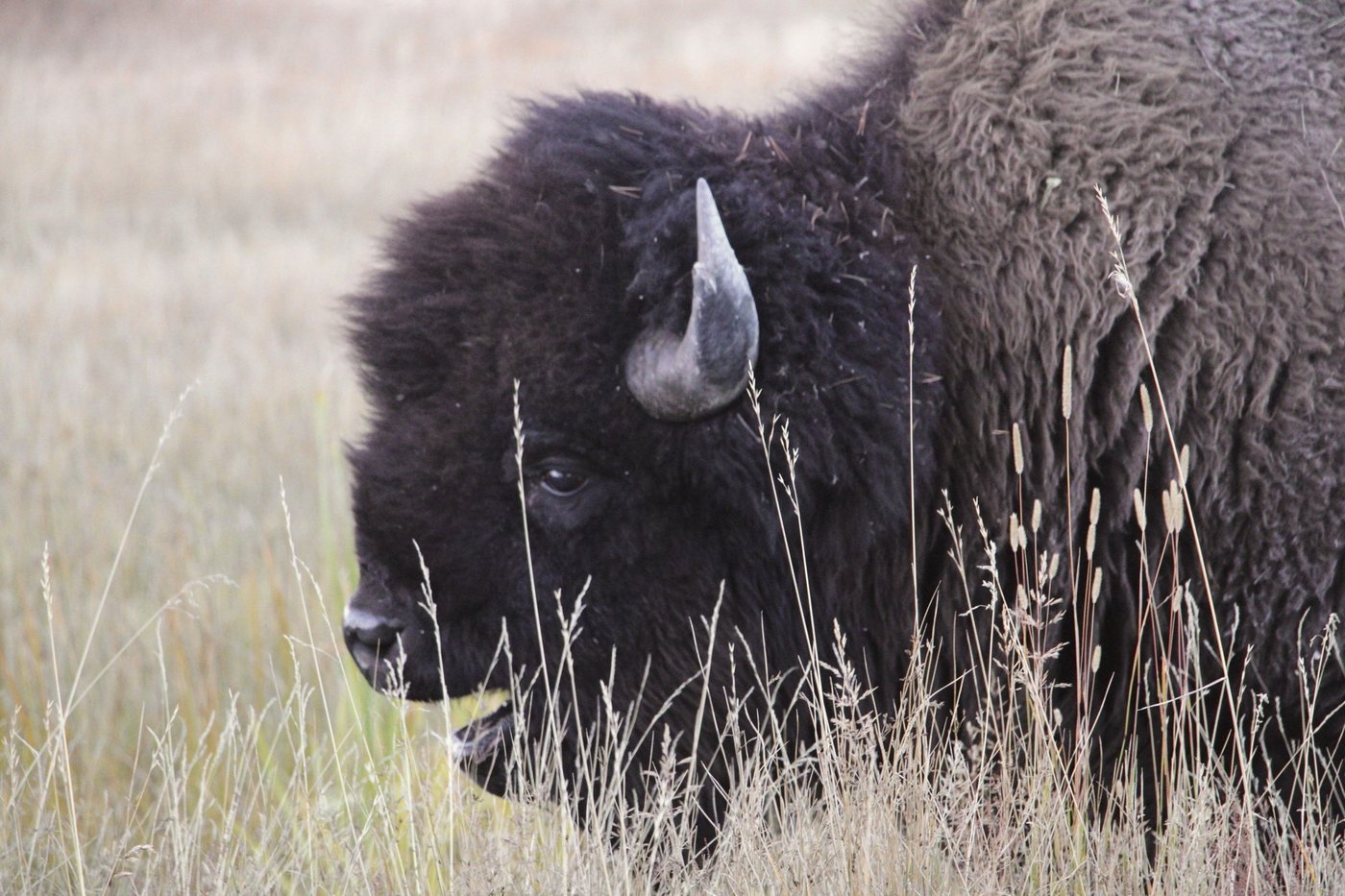 Bison gores man in Yellowstone after visitors get too close | iNFOnews.ca