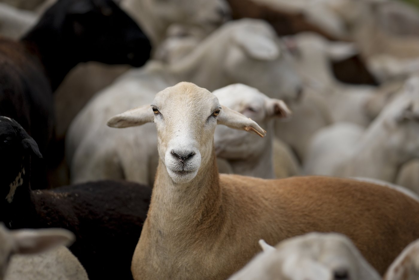Cities are using sheep to graze in urban landscapes and people love it | iNFOnews.ca