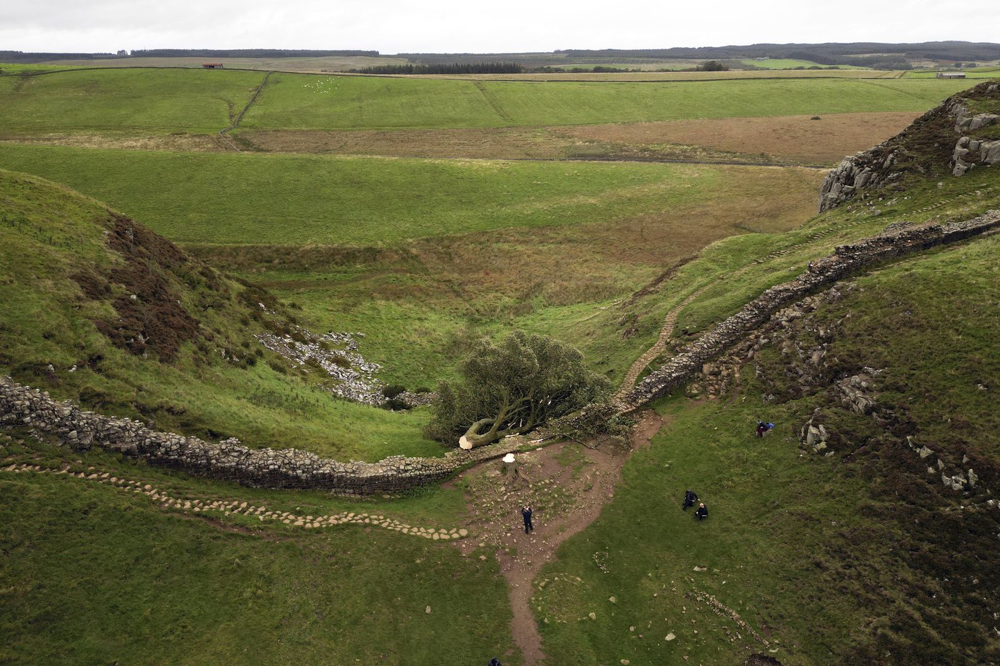 2 men convicted in chainsaw massacre of UK's beloved Sycamore Gap tree | iNFOnews.ca