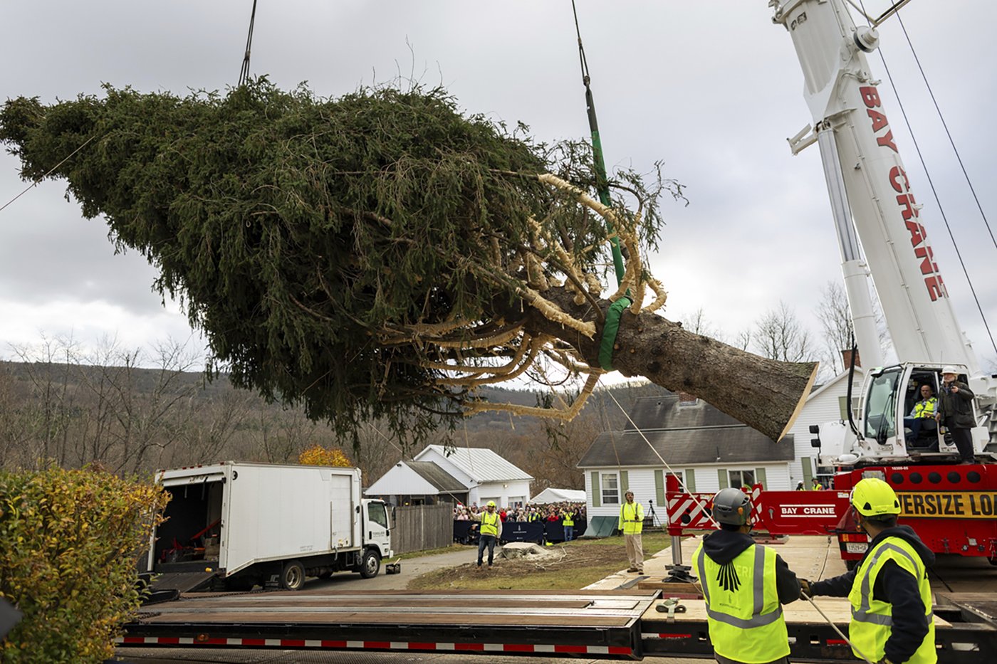 A green giant: This year's 74-foot Rockefeller Christmas tree is en route from Massachusetts | iNFOnews.ca