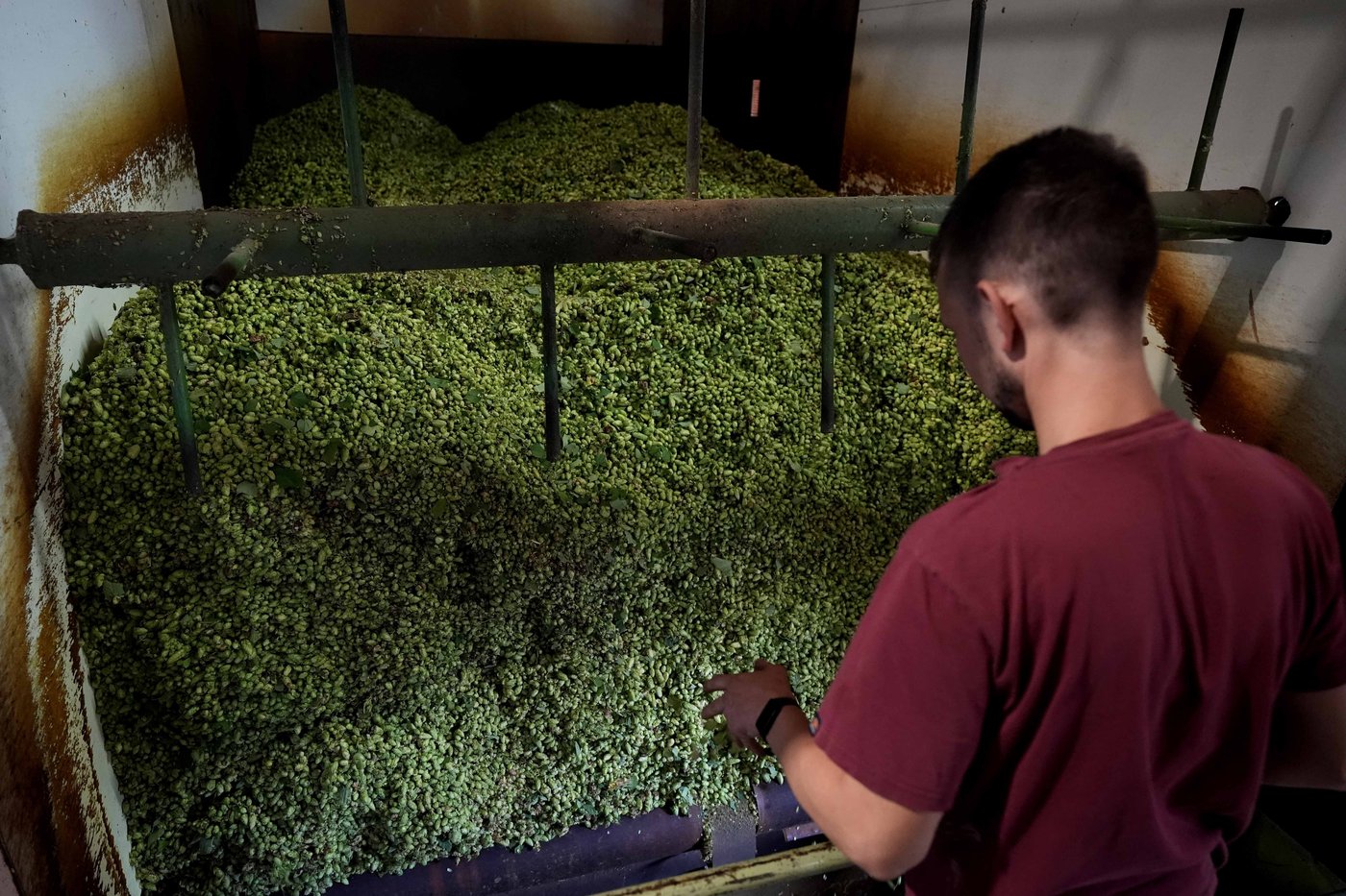 Brewing a cold beer on a warming planet is hard. Germany uses education to fight climate change | iNFOnews.ca Brewing a cold beer on a warming planet is hard. Germany uses education to fight climate change | iNFOnews.ca